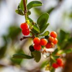 Yaupon Leaves Are Safe, but Don’t Eat the Berries Yaupon Leaves Are Safe, but Don’t Eat the Berries