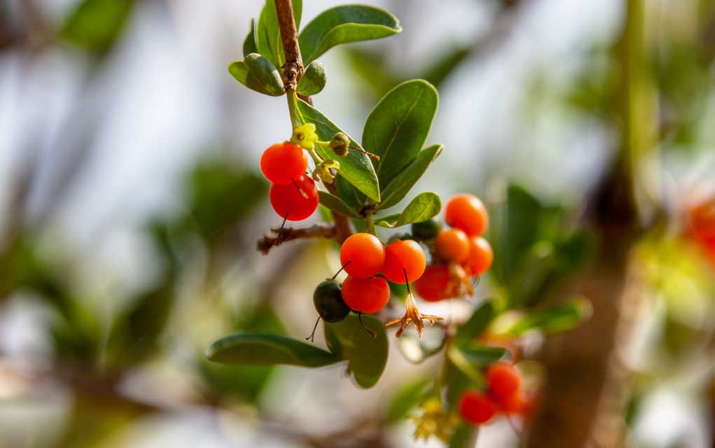 Yaupon Leaves Are Safe But Don T Eat The Berries Naturally Savvy