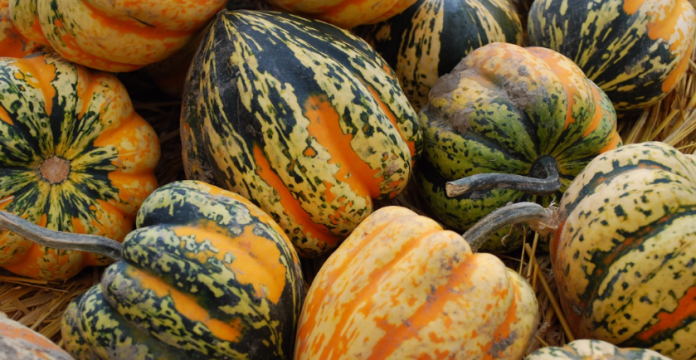 Why You Should Eat More Acorn Squash 