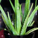 The Health Benefits of Aloe Vera The Health Benefits of Aloe Vera