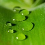 The Many Healing Benefits of Aloe Vera The Many Healing Benefits of Aloe Vera
