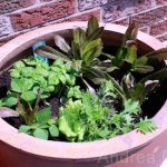 How to Organic Garden: Learning to Grow My Own How to Organic Garden: Learning to Grow My Own 2