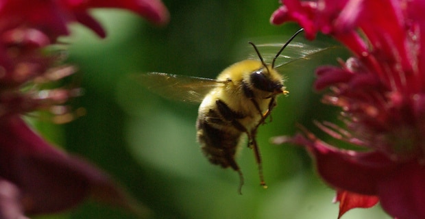 Colony Collapse Disorder: Has the Mystery of the Honey Bee Die-Off Been Solved? 