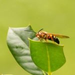 Beekeeping Industry Sues EPA Over Likely Honey Bee-Killer Insecticide Beekeeping Industry Sues EPA Over Likely Honey Bee-Killer Insecticide