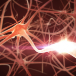 BDNF Promotes Brain Health BDNF Promotes Brain Health