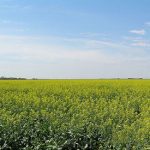 Oregon State Senate Bans Canola Oil Production In Willamette Valley Oregon State Senate Bans Canola Oil Production In Willamette Valley