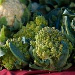 The Many Benefits of Cauliflower The Many Benefits of Cauliflower