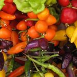 Phytochemicals in Plants: Immune-Boosting Goodness Phytochemicals in Plants: Immune-Boosting Goodness