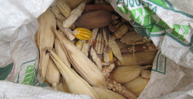 International Tribunal Urges Mexico to Ban GMO Corn 