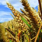 Syngenta Pulls Controversial GMO Corn Out of Canadian Market Agent Orange Resistant Seeds Receive USDA Pushback