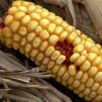 6 Surprising Facts About GMOs 6 Surprising Facts About GMOs