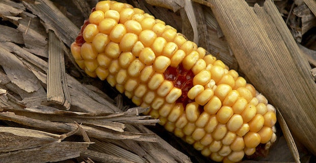 6 Surprising Facts About GMOs 