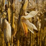 What are GMOs (Genetically Modified Organisms)? What are GMOs (Genetically Modified Organisms)? 1