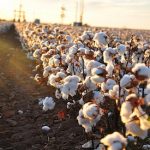 Conventional Cotton Tampons and Pesticides Conventional Cotton Tampons and Pesticides