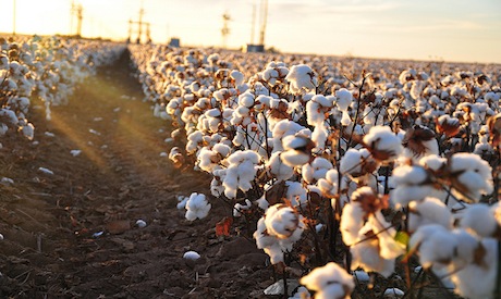 Conventional Cotton Tampons and Pesticides 