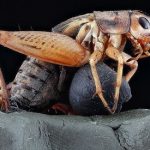 There Are Bugs in Your Energy Bar (On Purpose) There Are Bugs in Your Energy Bar (On Purpose) 2