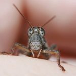 The Crickets are Coming! Insect Protein (R)evolution The Crickets are Coming! Insect Protein (R)evolution