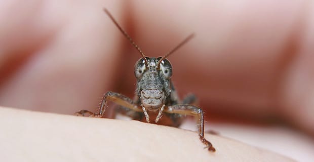 The Crickets are Coming! Insect Protein (R)evolution 