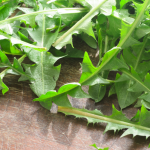 Dandelion Detox Salad Dandelion Detox Salad
