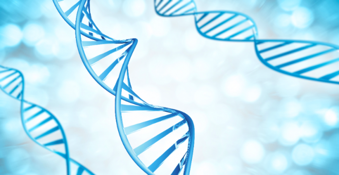 What is a MTHFR Gene Mutation? 