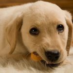 Homemade Dog Treats: How to Win Your Pup Over with Healthy Dog Treats Homemade Dog Treats: How to Win Your Pup Over with Healthy Dog Treats