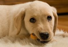 Homemade Dog Treats: How to Win Your Pup Over with Healthy Dog Treats Homemade Dog Treats: How to Win Your Pup Over with Healthy Dog Treats