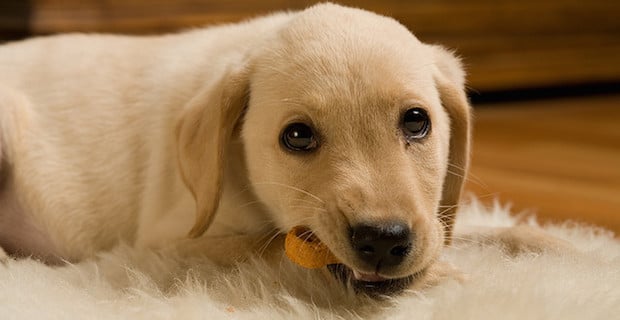 Homemade Dog Treats: How to Win Your Pup Over with Healthy Dog Treats 