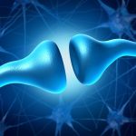 What is the Endocannabinoid System? What is the Endocannabinoid System?