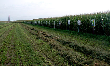 EPA Raises Limits of Monsanto’s Toxic Herbicide Glyphosate 