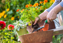 Ten Uses for Epsom Salt in Your Garden Ten Uses for Epsom Salt in Your Garden