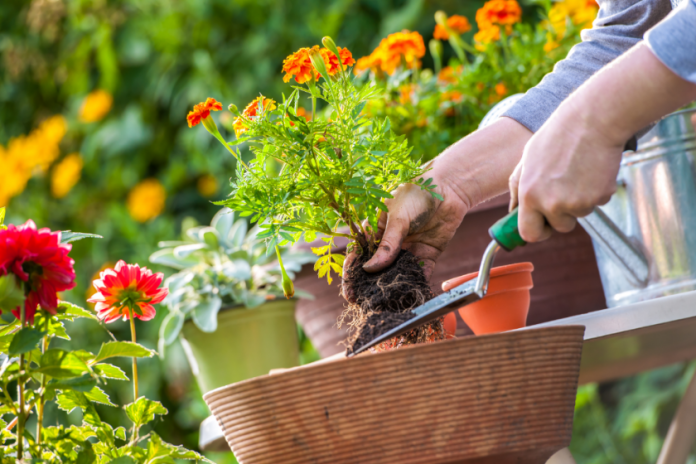 Ten Uses For Epsom Salt In Your Garden