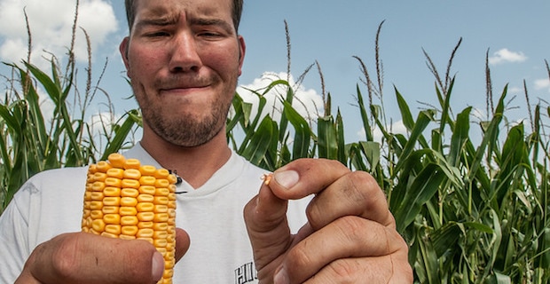 GMO Corn and Soy May Damage Vital Organs, Study Finds 