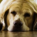 Do You Have a Fat Dog? Do You Have a Fat Dog?