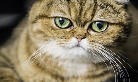 Your Fat Cat Pretty Much Hates You (Because You Made Him Fat) 