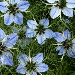 Nestlé Wants to Patent Medicinal Uses of Nigella Sativa Nestlé Wants to Patent Medicinal Uses of Nigella Sativa