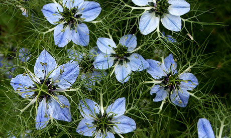 Nestlé Wants to Patent Medicinal Uses of Nigella Sativa 