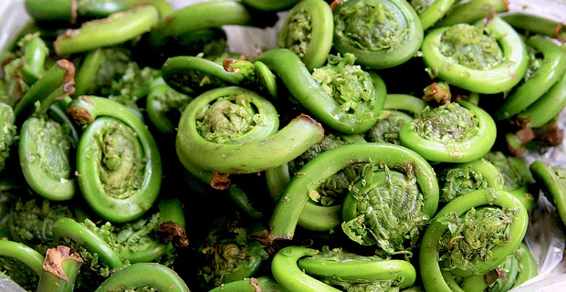 In Season Now: Fiddleheads! 