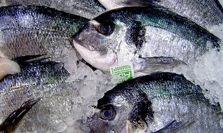 mercury contamination in fish