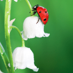 Why We Need Bugs to Grow A Healthy Garden (+ How To Attract Them) Why We Need Bugs to Grow A Healthy Garden (+ How To Attract Them)