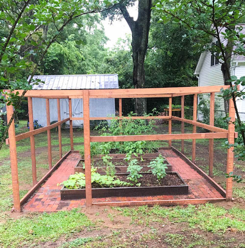 How to Build a Squirrel-Proof Enclosure for Your Veggie Garden