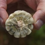 The 14 GMO Experts You Need to Know The 14 GMO Experts You Need to Know