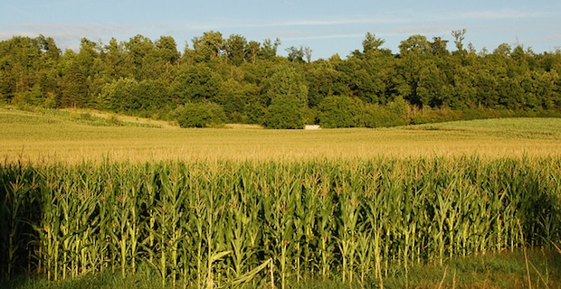 Oregon First State to Map GMO Crops to Protect Organic Farmers 