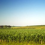 5 Must-Read Stories on GMOs 5 Must-Read Stories on GMOs