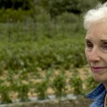 Are Probiotics Good for Fighting Alzheimer’s Disease? Are Probiotics Good for Fighting Alzheimer’s Disease?