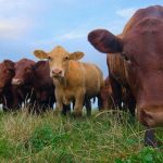 What Does 'Grass Fed' Actually Mean? What Does 'Grass Fed' Actually Mean?