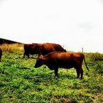 The Health Benefits of Grass Fed Beef The Health Benefits of Grass Fed Beef