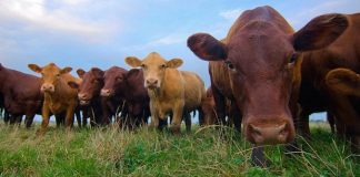 10 Reasons to Choose Organic Grass-Fed Dairy Cheese 10 Reasons to Choose Organic Grass Fed Dairy Cheese