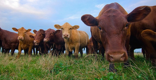 10 Reasons to Choose Organic Grass Fed Dairy Cheese 