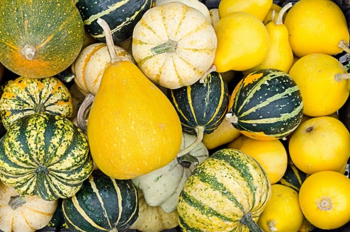 9 Heirloom Winter Squash Varieties Just in Time For Fall 