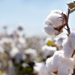 Sanitary Pads and Tampons: A History Sanitary Pads and Tampons: A History